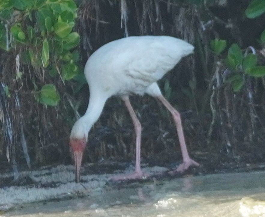 ibis bílý - ML620084420