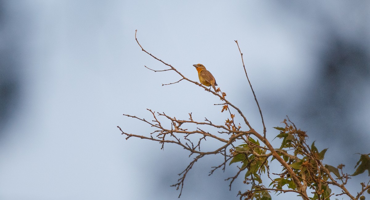 Hepatic Tanager (Northern) - ML620084424