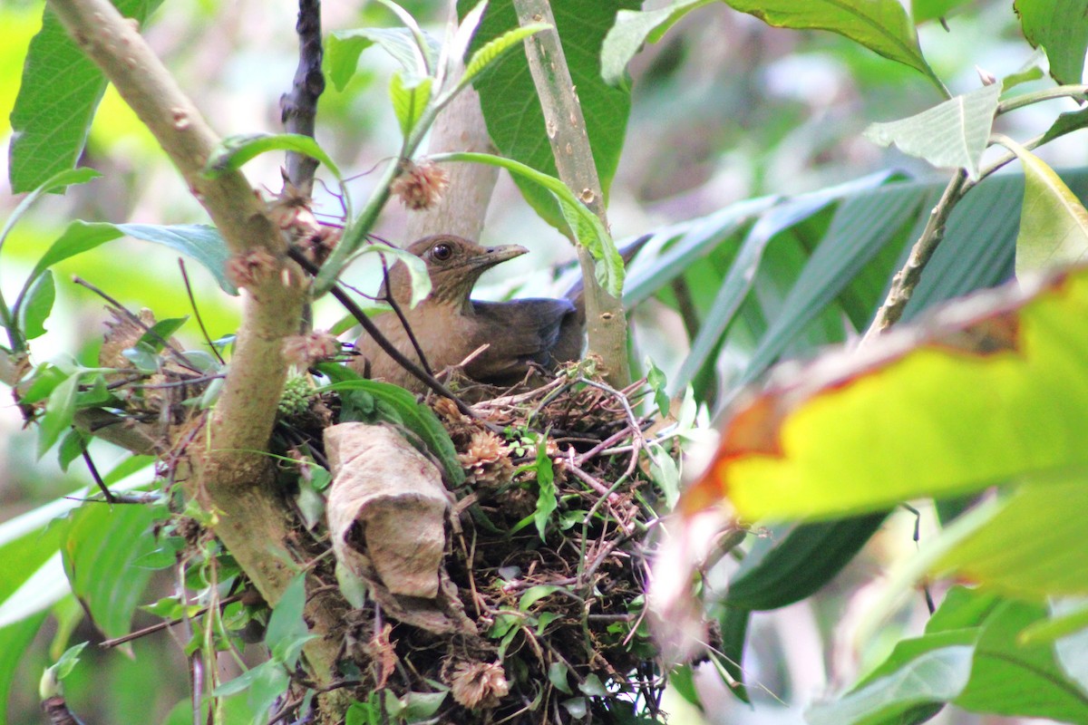 Clay-colored Thrush - ML620084428