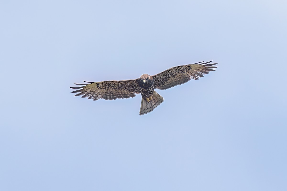 Short-tailed Hawk - ML620084438