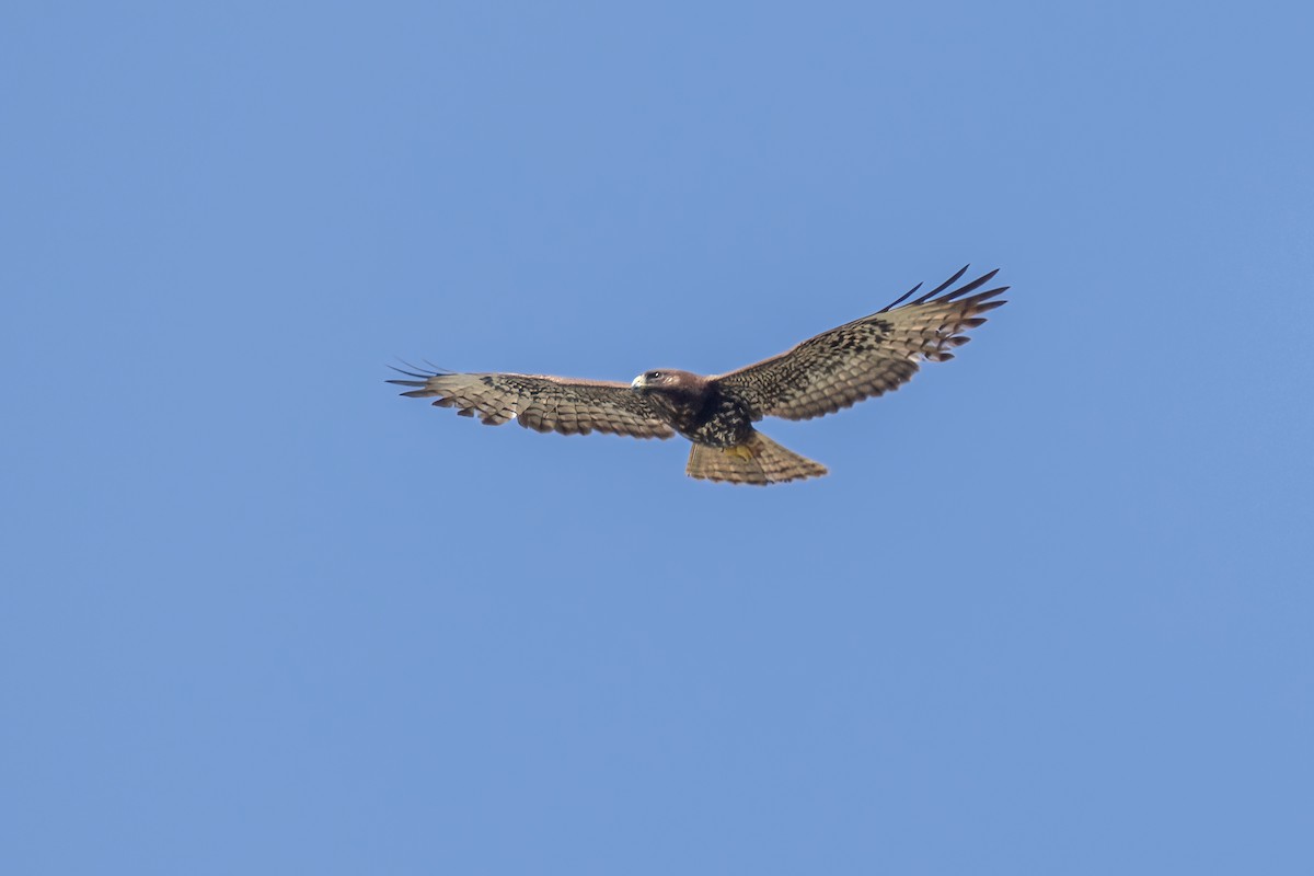 Short-tailed Hawk - ML620084439