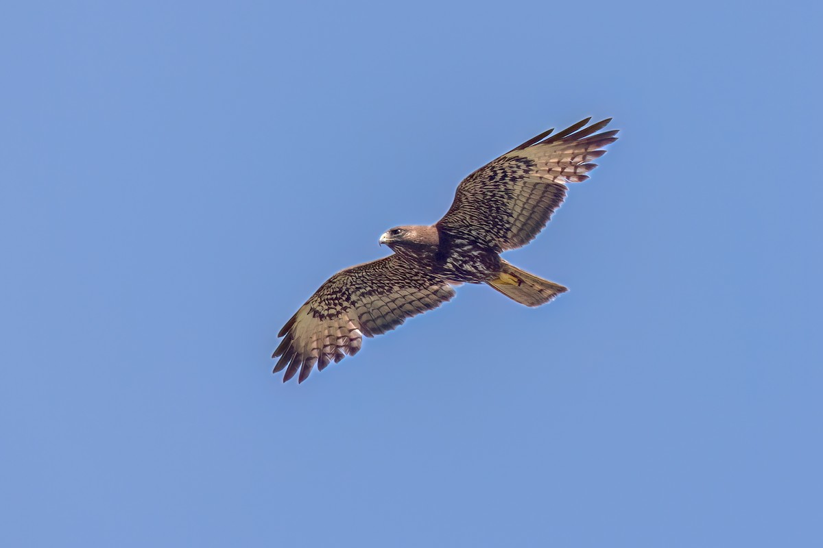 Short-tailed Hawk - ML620084440