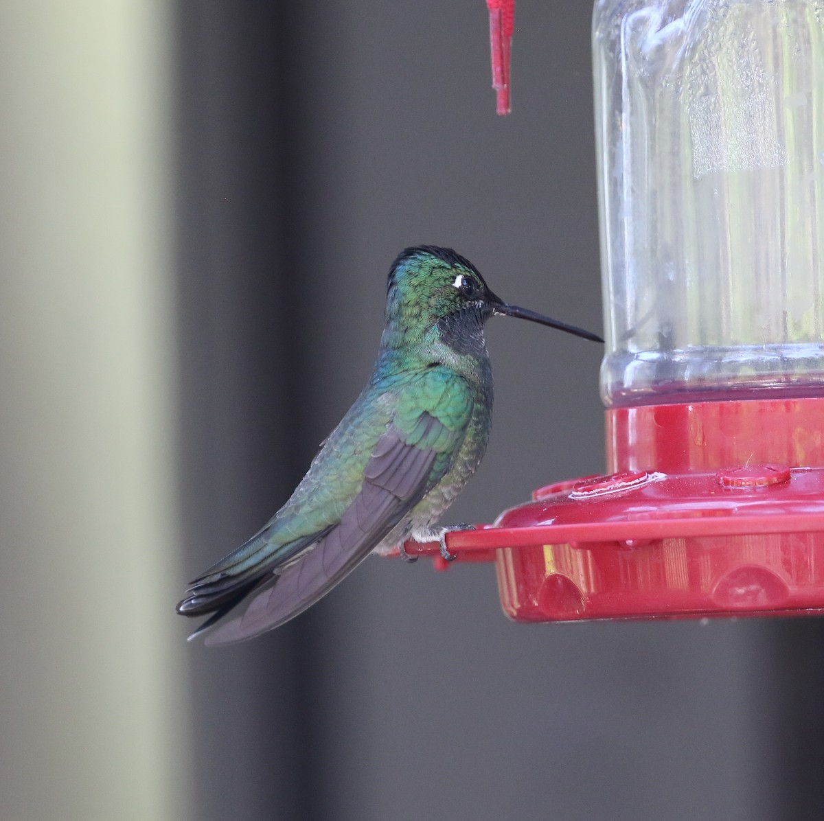 kolibřík skvostný - ML620084442