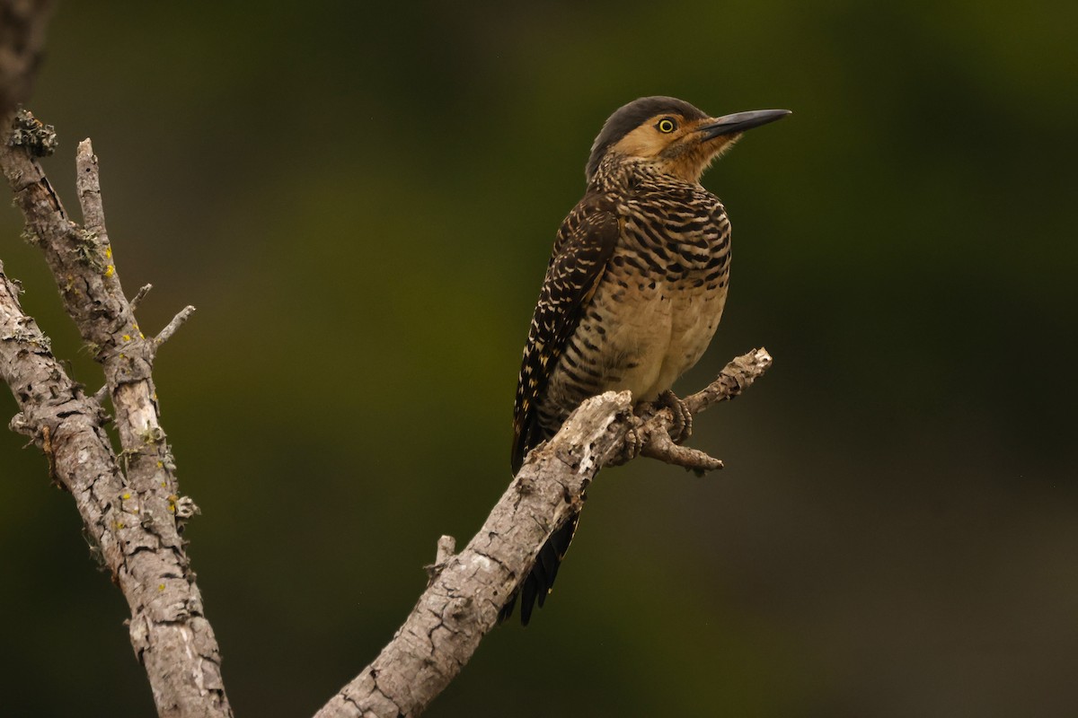 Chilean Flicker - ML620084448