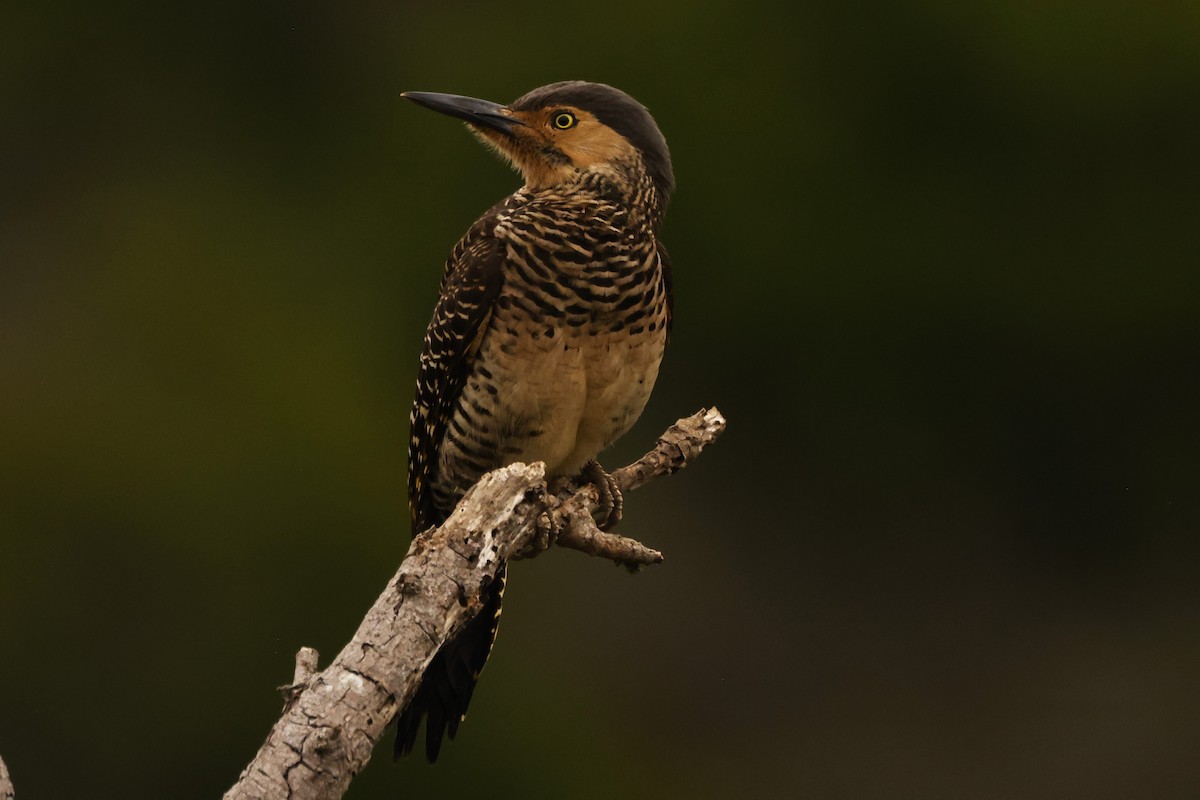 Chilean Flicker - ML620084450