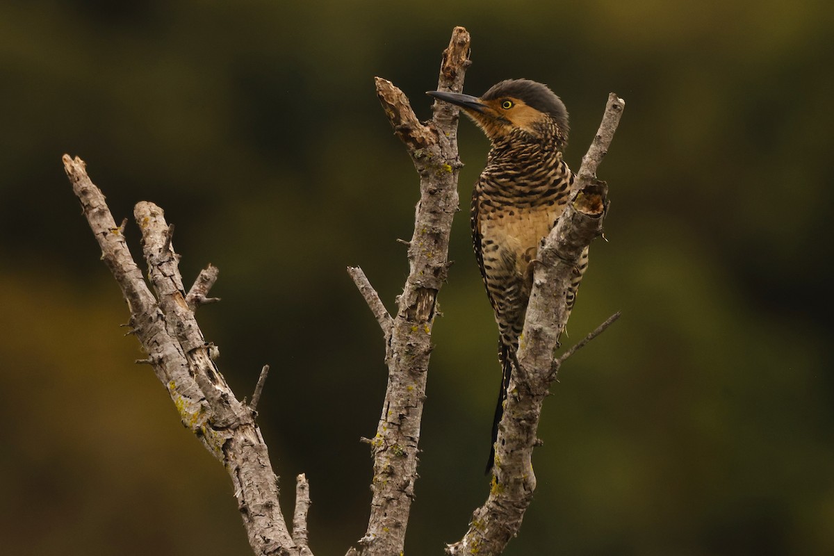 Chilean Flicker - ML620084451