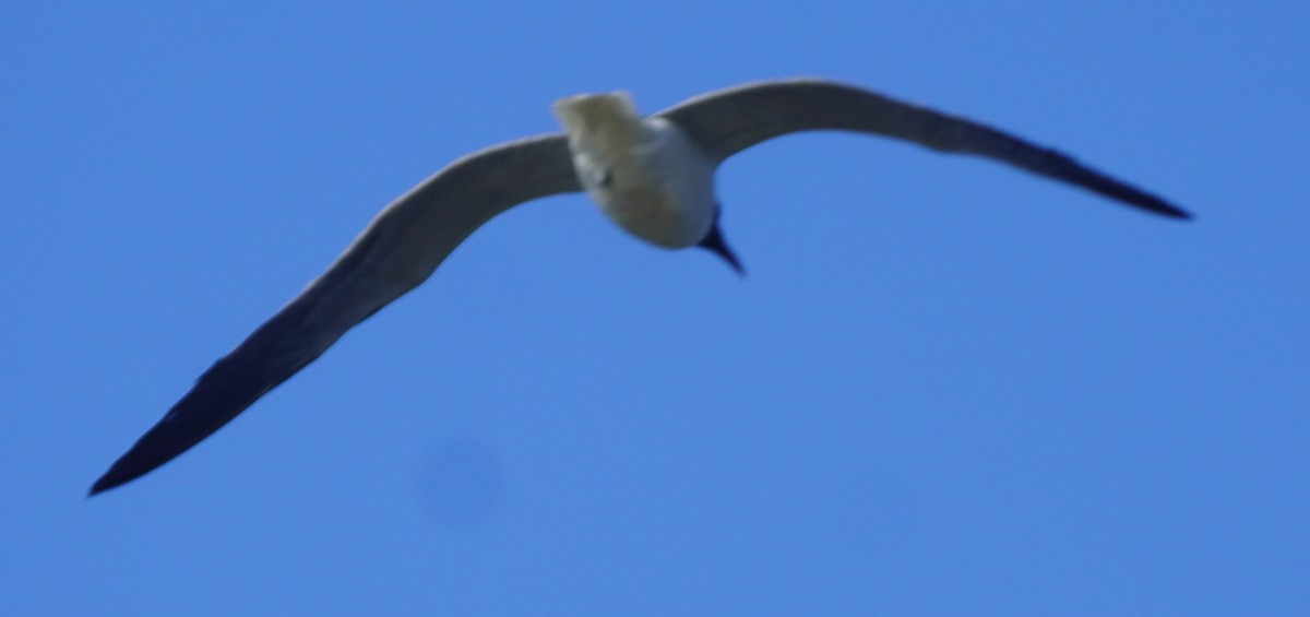 Mouette atricille - ML620084452