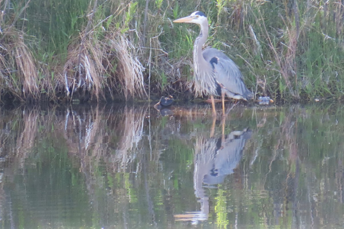 Great Blue Heron (Great Blue) - ML620084453