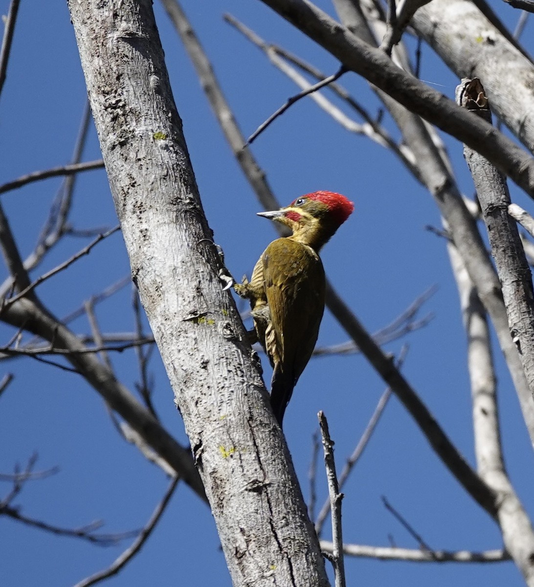 Golden-green Woodpecker - ML620084469