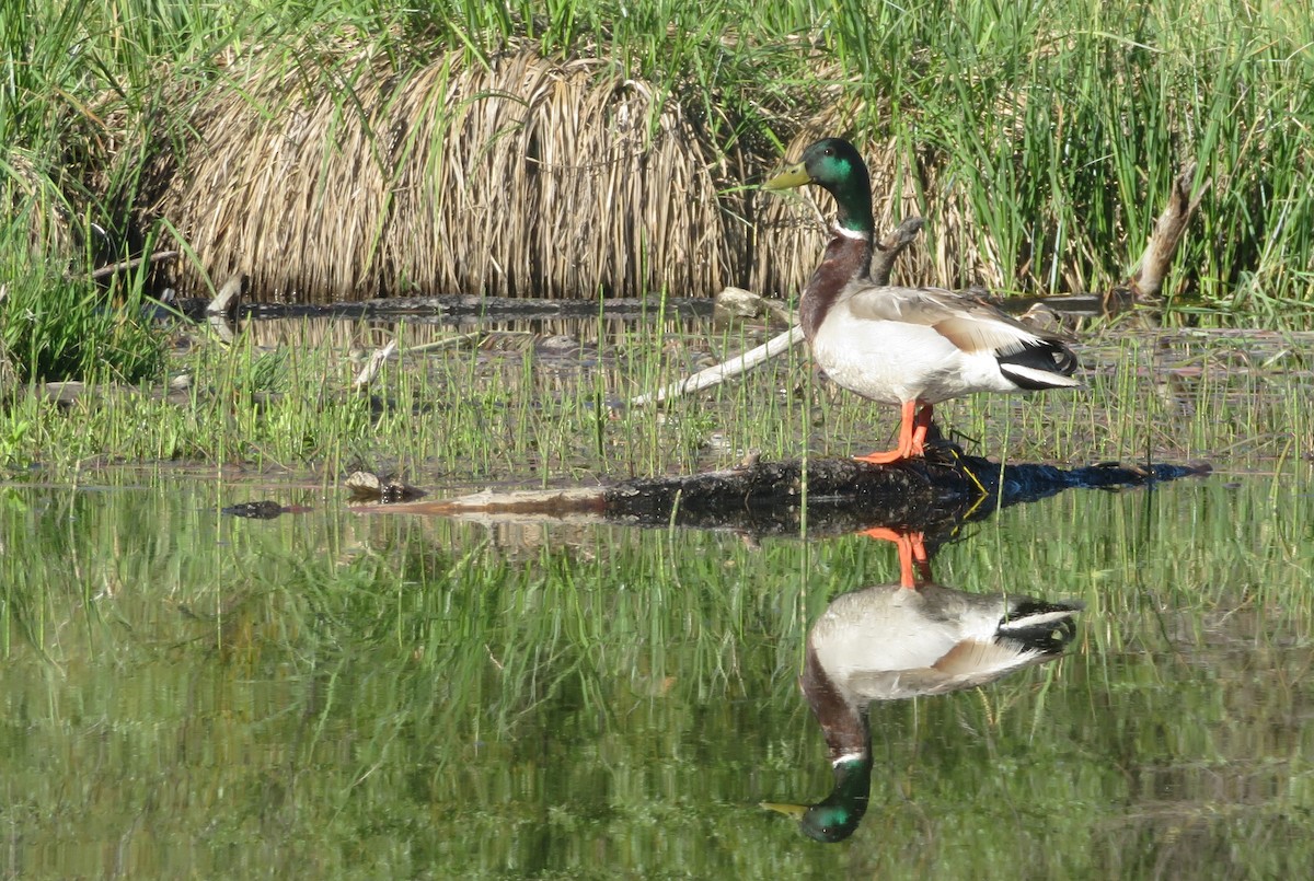 Mallard - ML620084472