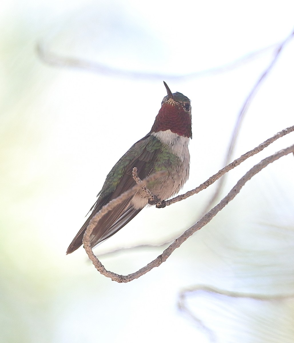 Broad-tailed Hummingbird - ML620084483