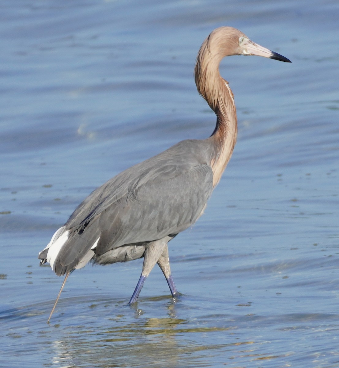 Reddish Egret - ML620084485