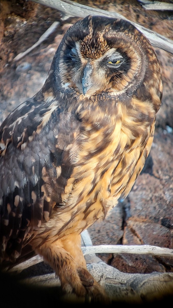 Short-eared Owl - ML620084495