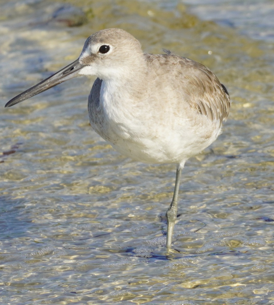 Willet - ML620084515