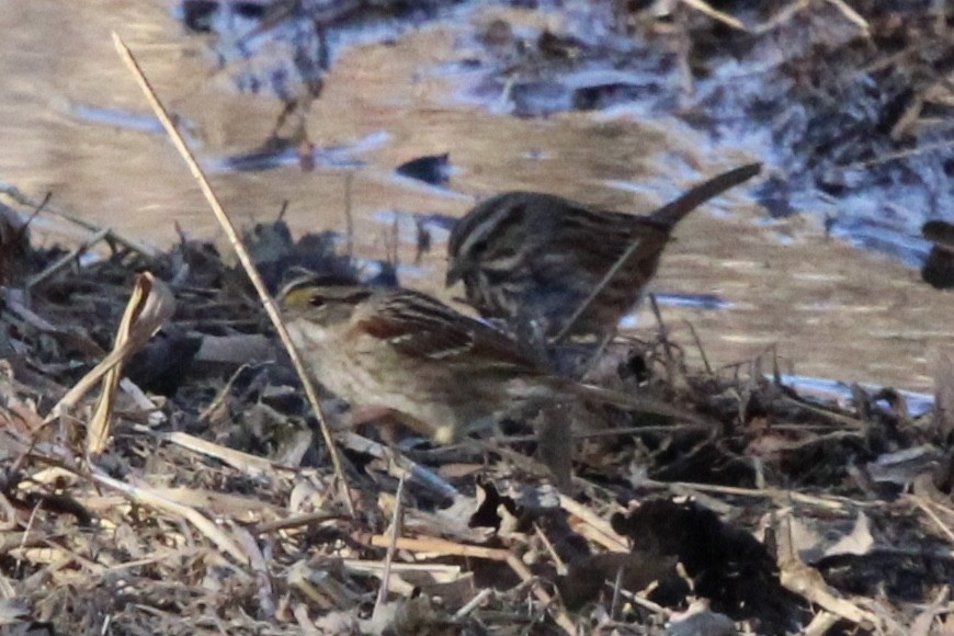 White-throated Sparrow - ML620084516