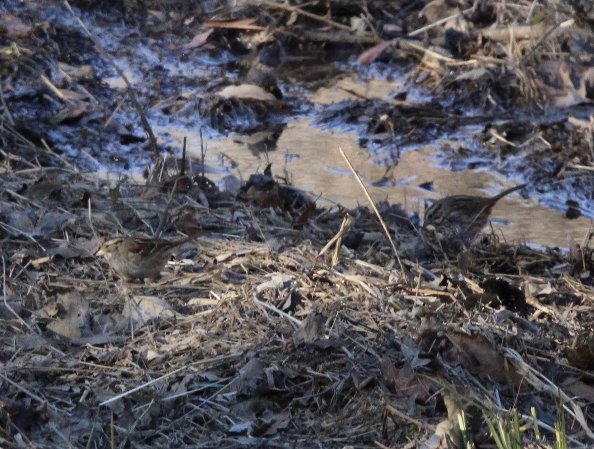 White-throated Sparrow - ML620084517