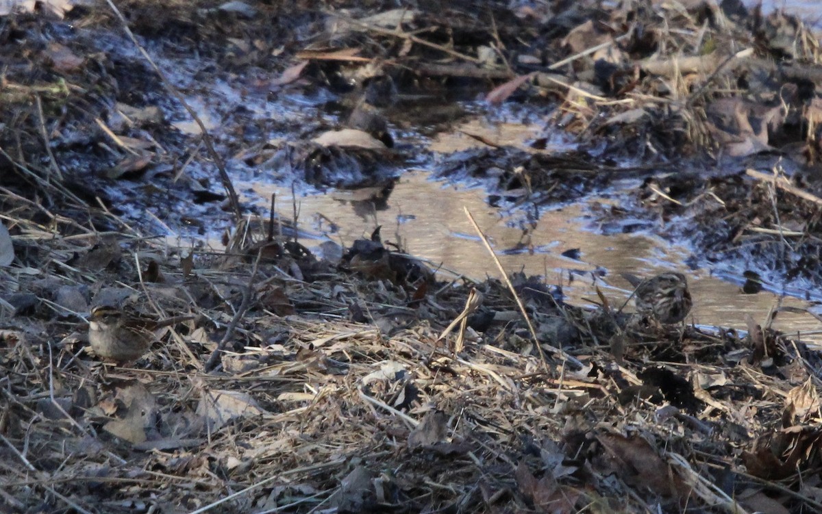 White-throated Sparrow - ML620084518