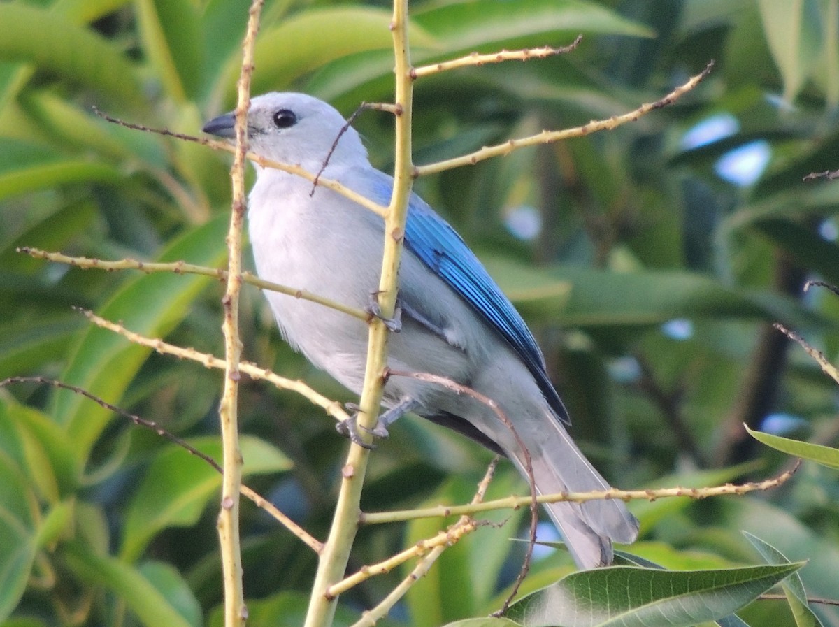 Blue-gray Tanager - ML620084521