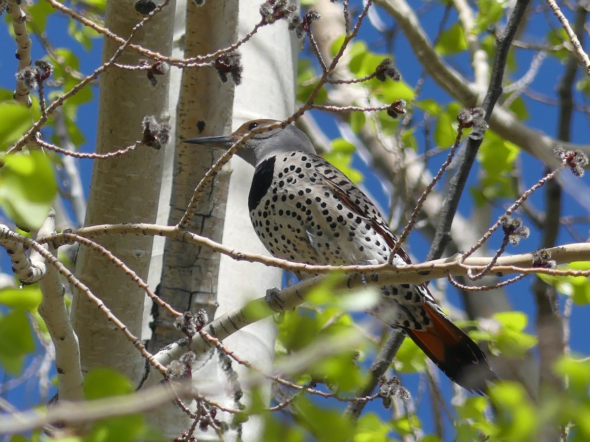 Northern Flicker - ML620084522