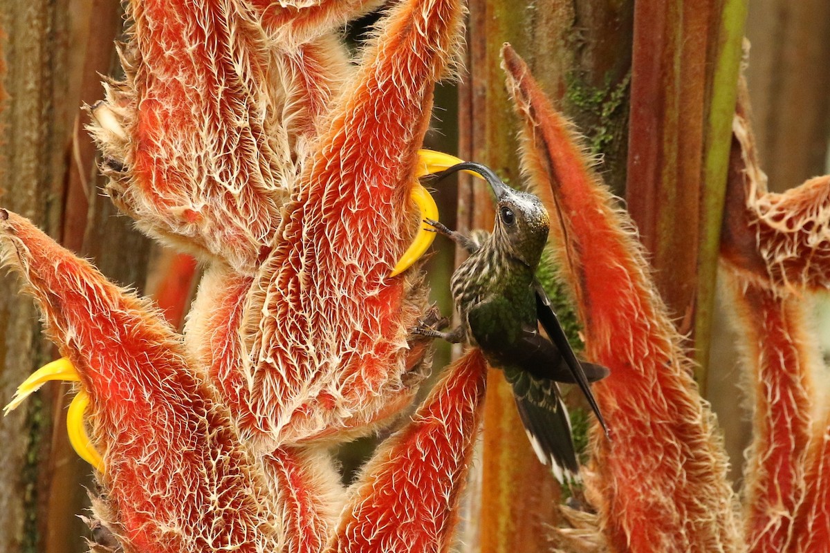 kolibřík orlozobec - ML620084525