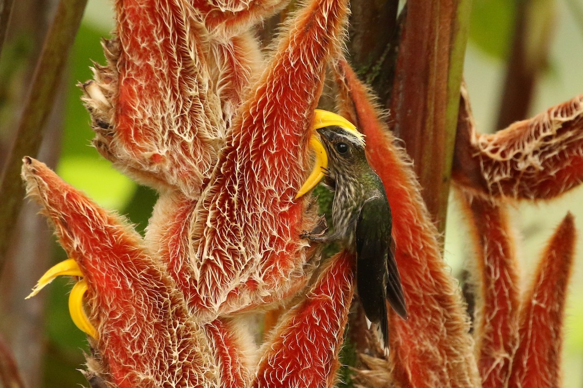 kolibřík orlozobec - ML620084526