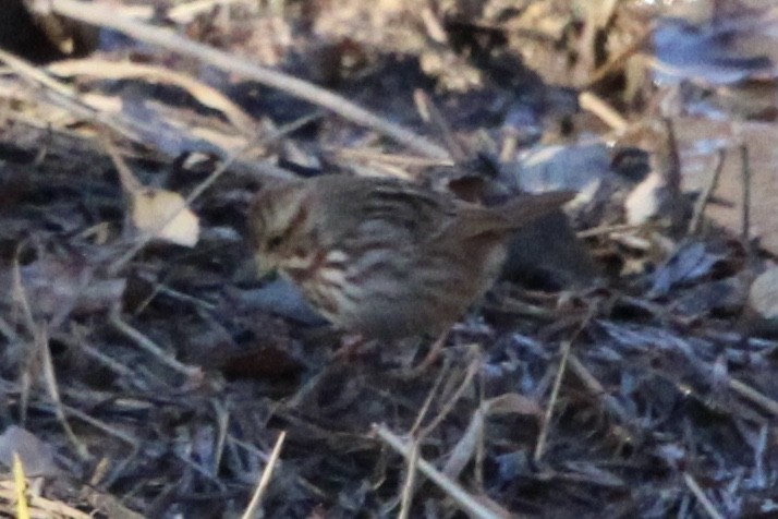 Song Sparrow - ML620084529