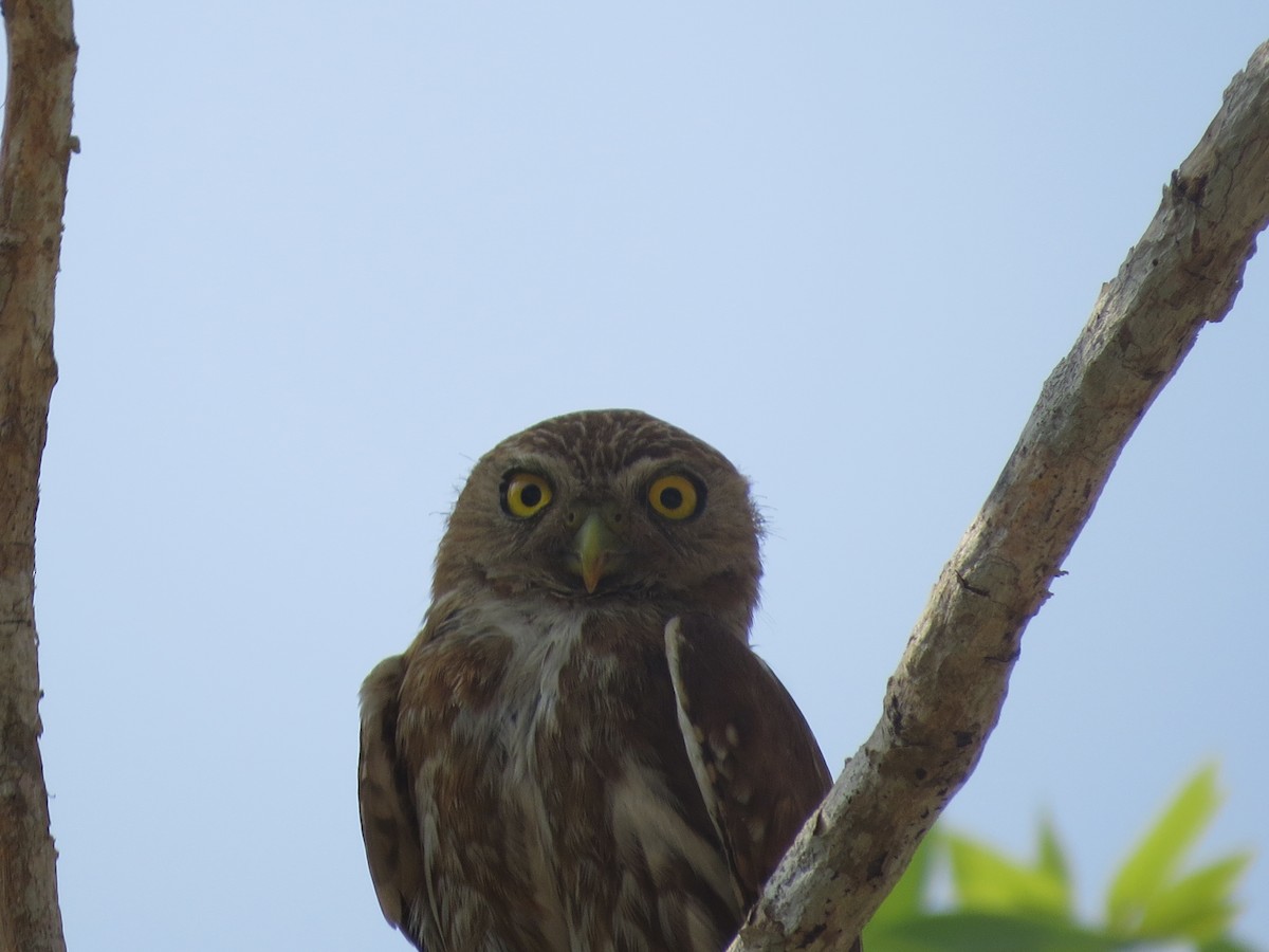Ferruginous Pygmy-Owl - ML620084537