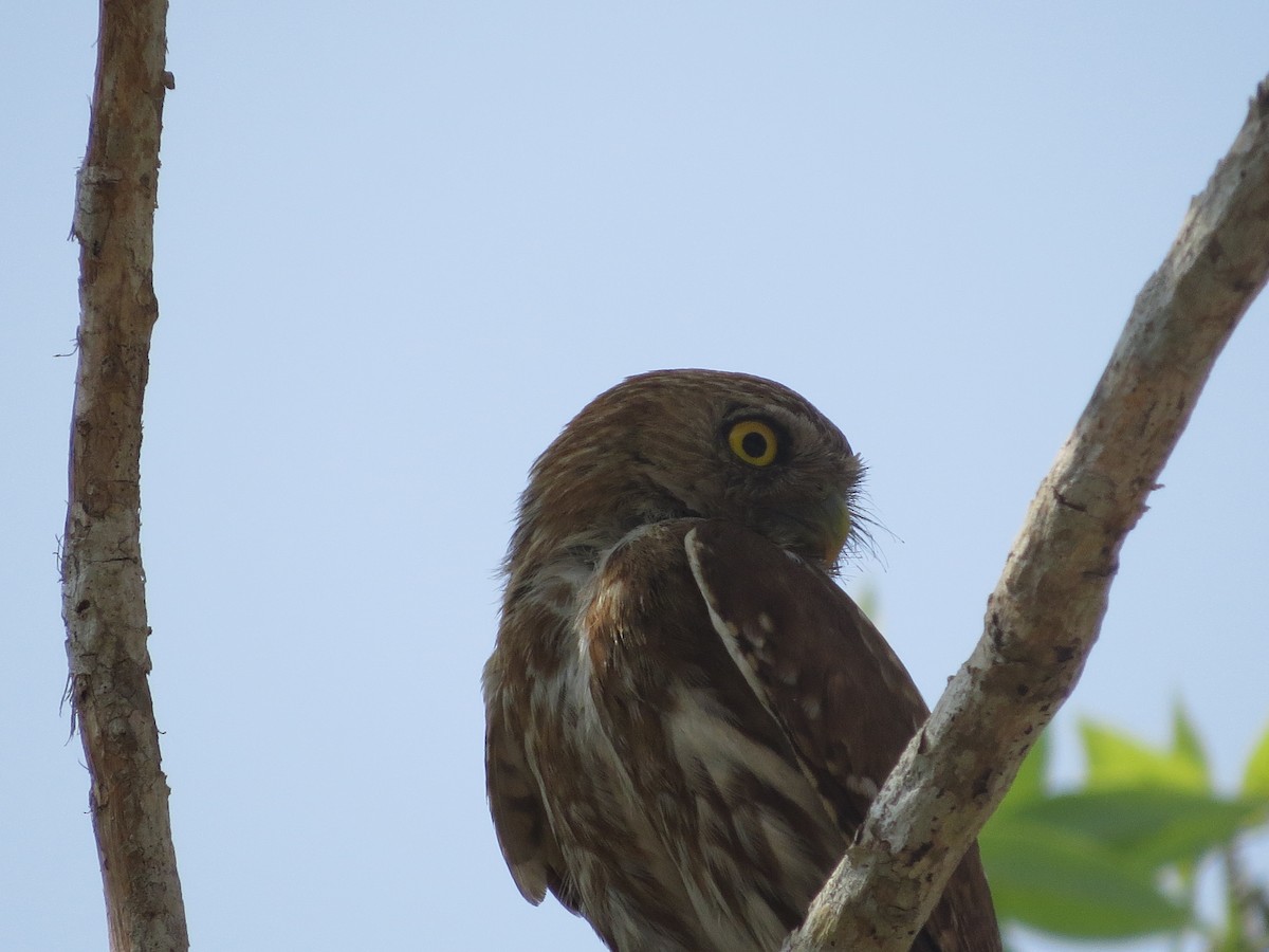 Ferruginous Pygmy-Owl - ML620084540