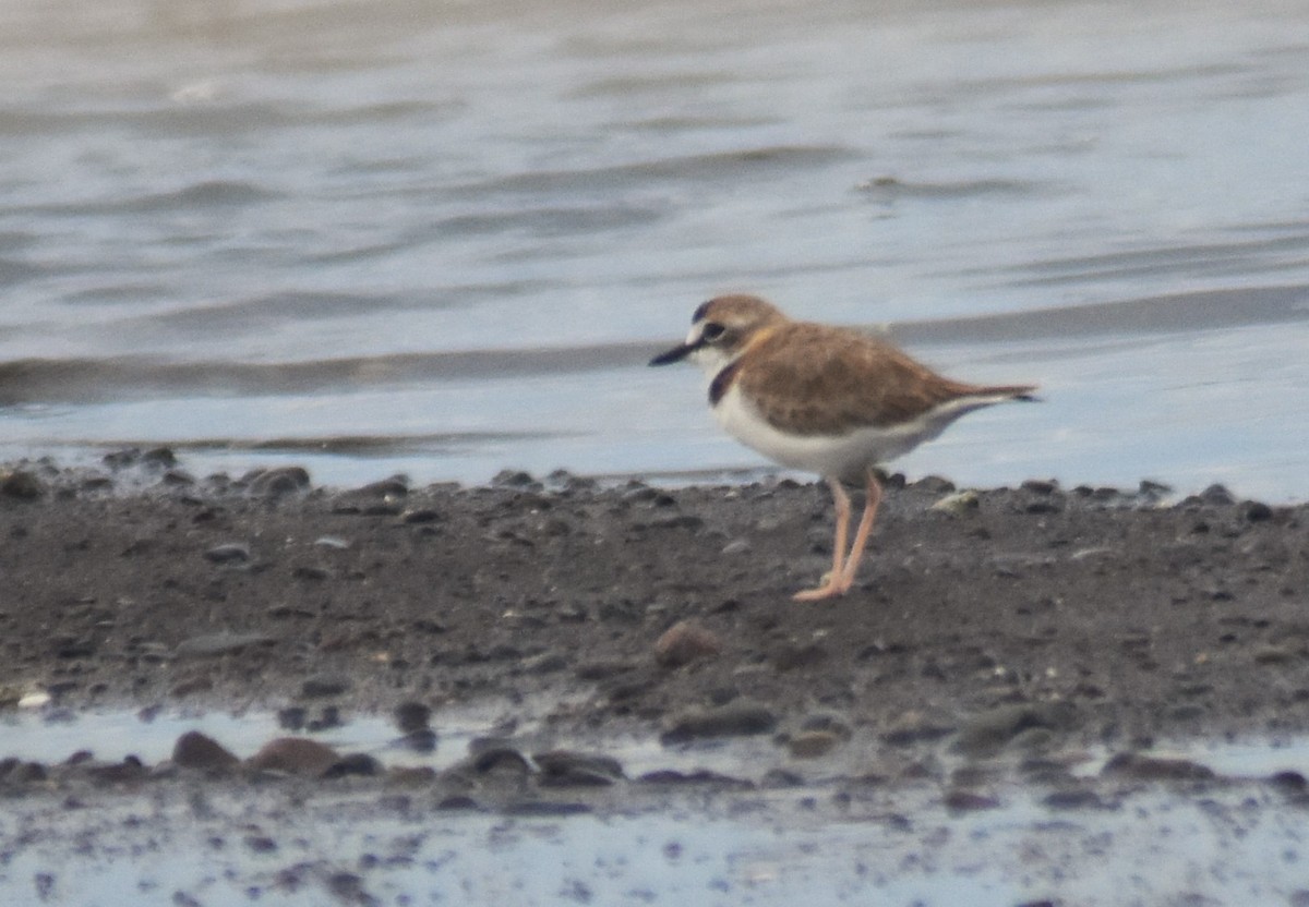 Collared Plover - ML620084543