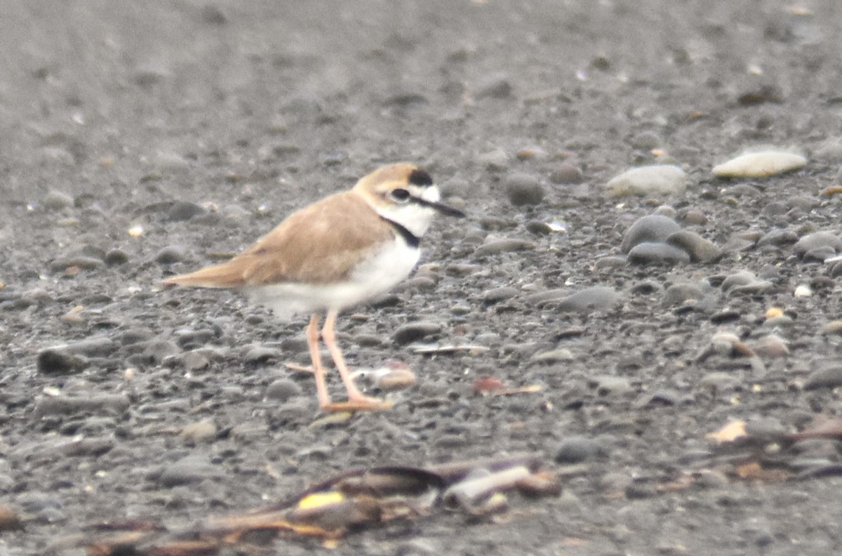 Collared Plover - ML620084544