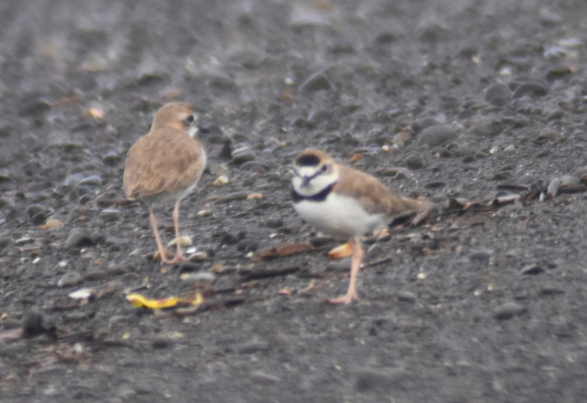 Collared Plover - ML620084545