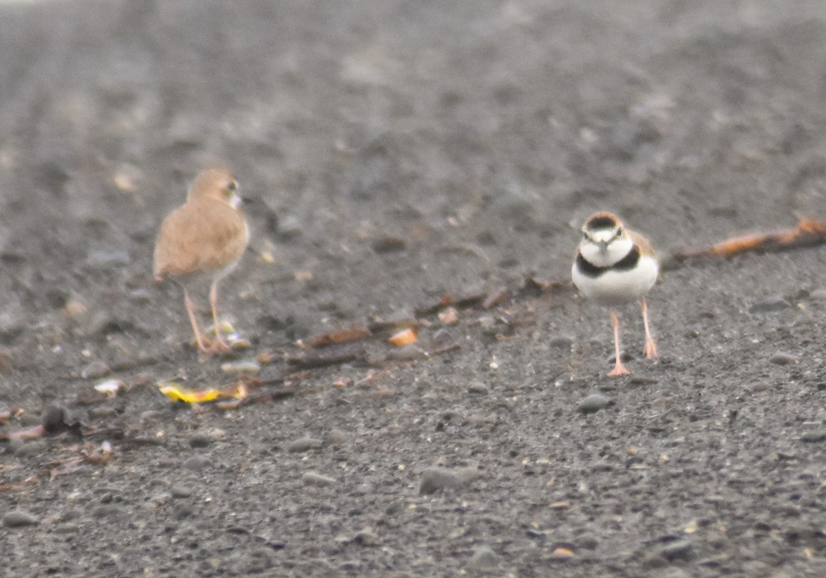 Collared Plover - ML620084546