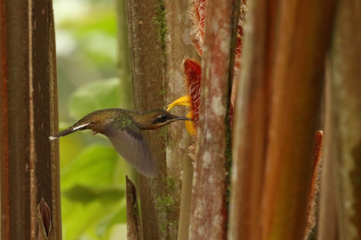 Полосатохвостый колибри-отшельник - ML620084554