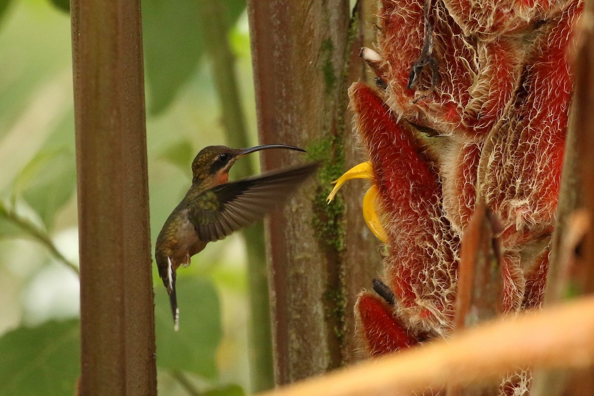 Полосатохвостый колибри-отшельник - ML620084555