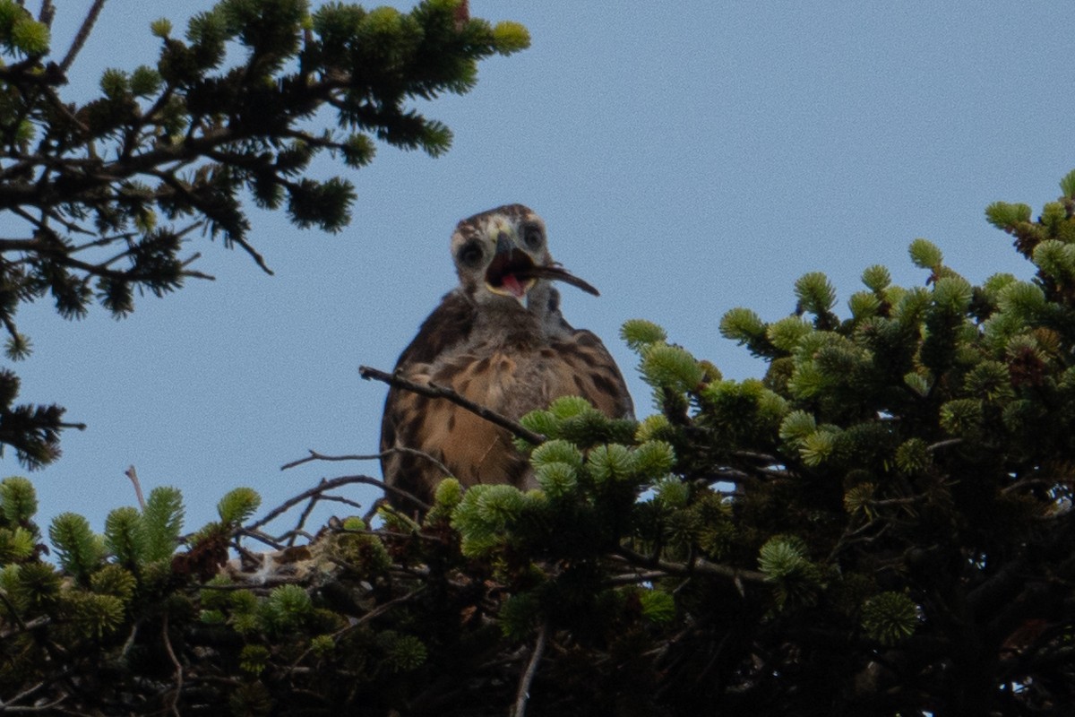 Red-tailed Hawk - ML620084565