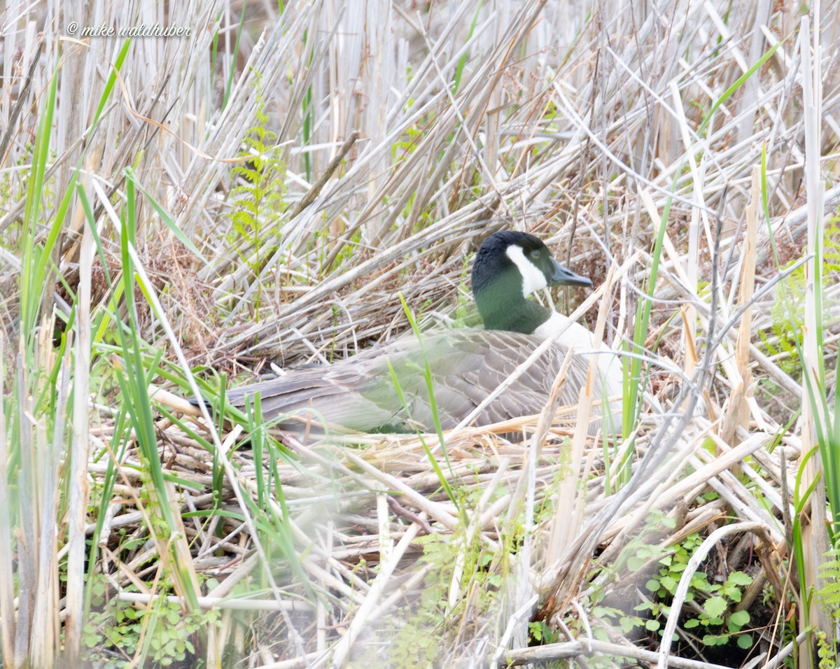 Canada Goose - ML620084578