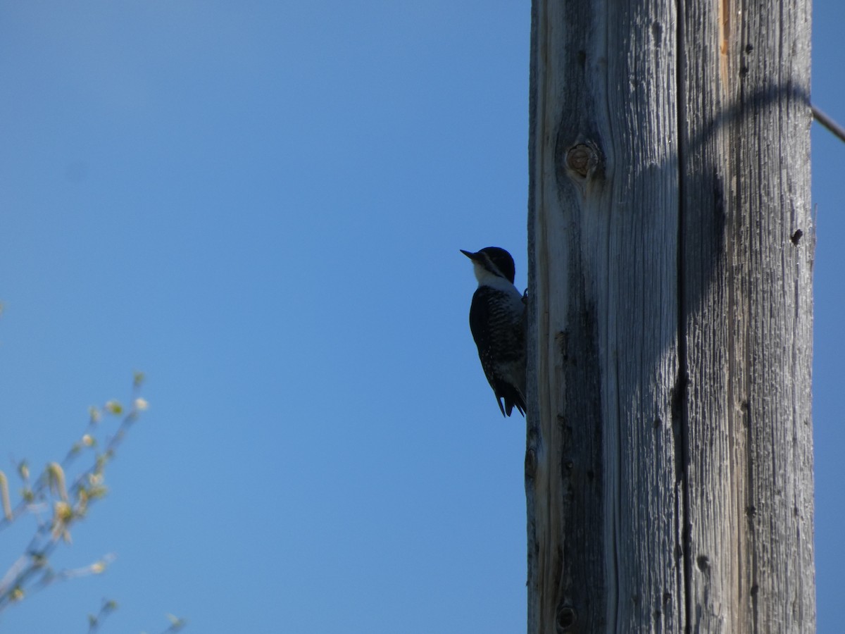 Black-backed Woodpecker - ML620084581