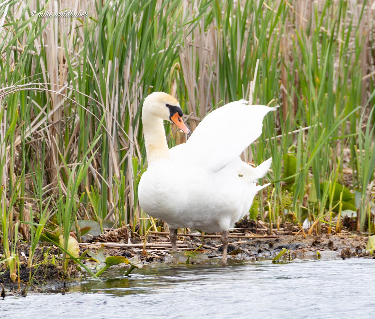 Höckerschwan - ML620084584