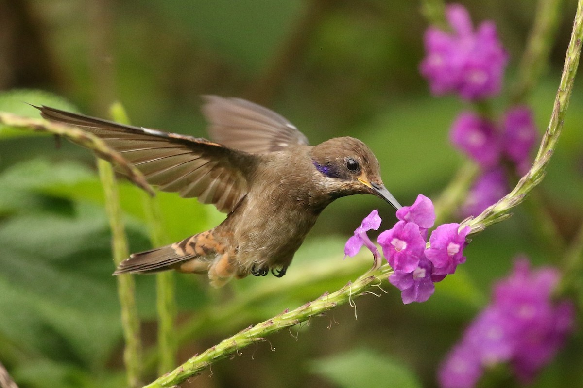 kolibřík fialovouchý - ML620084591