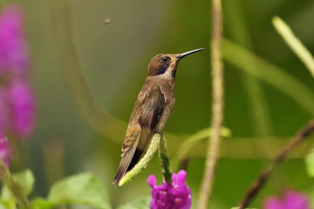 kolibřík fialovouchý - ML620084592