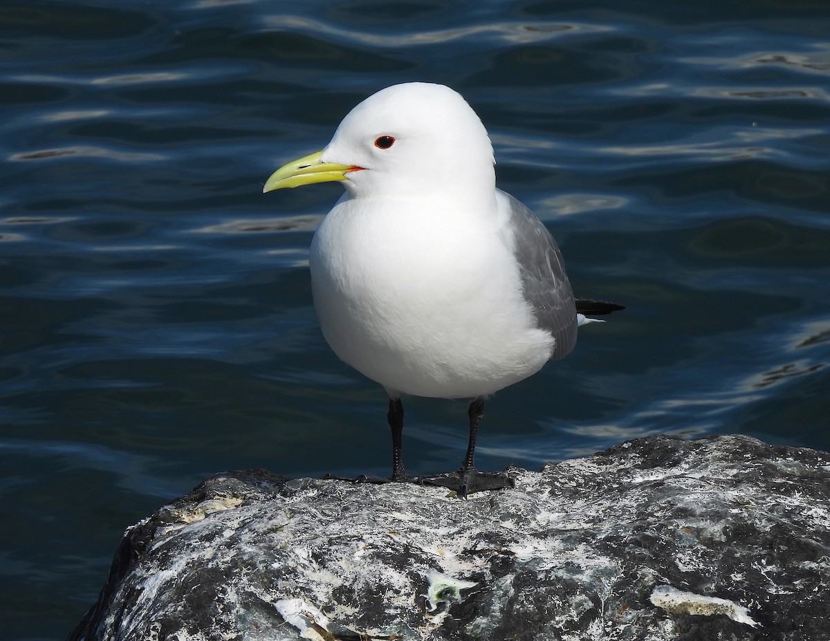 Black-legged Kittiwake - ML620084612