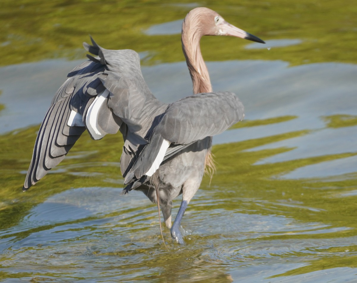 Reddish Egret - ML620084613