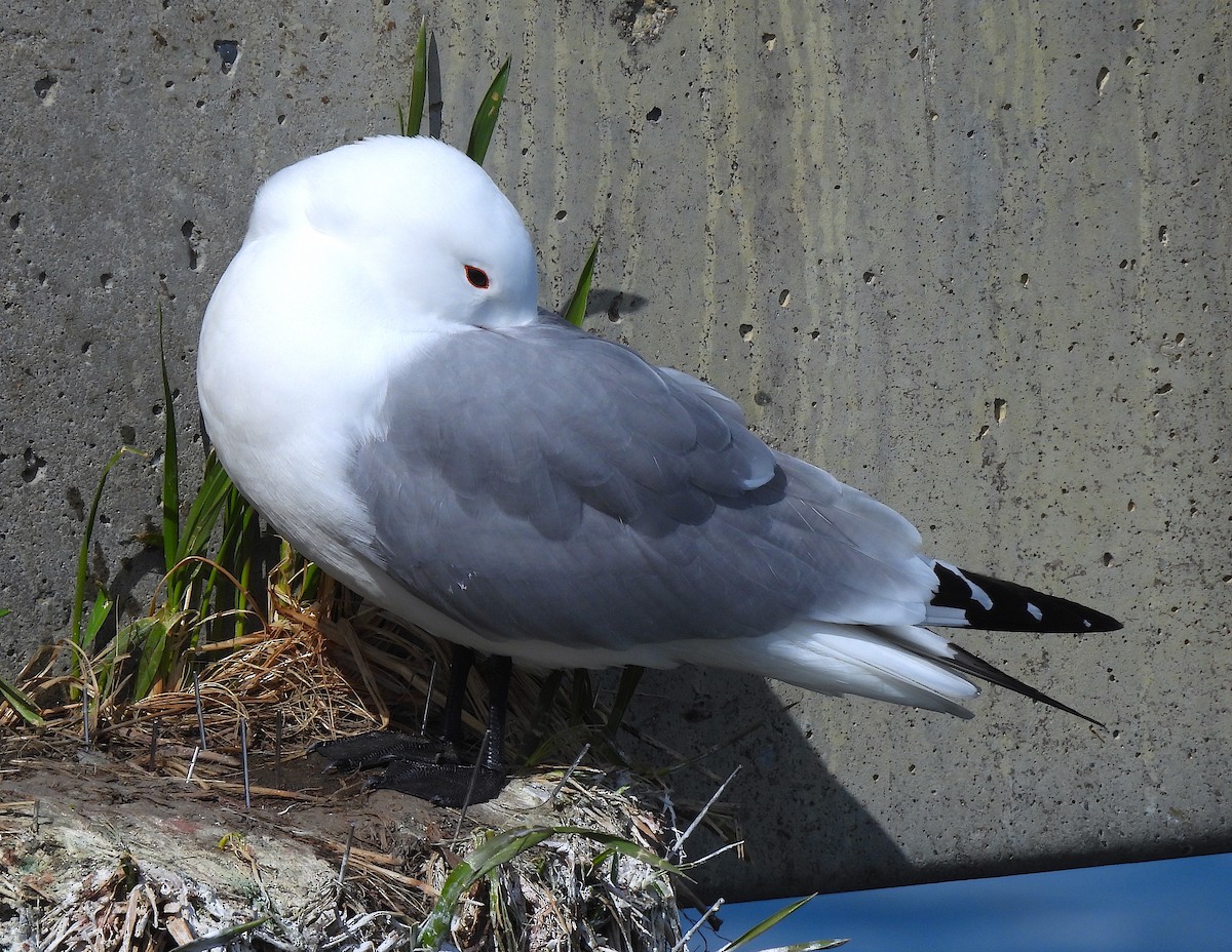 Mouette tridactyle - ML620084615
