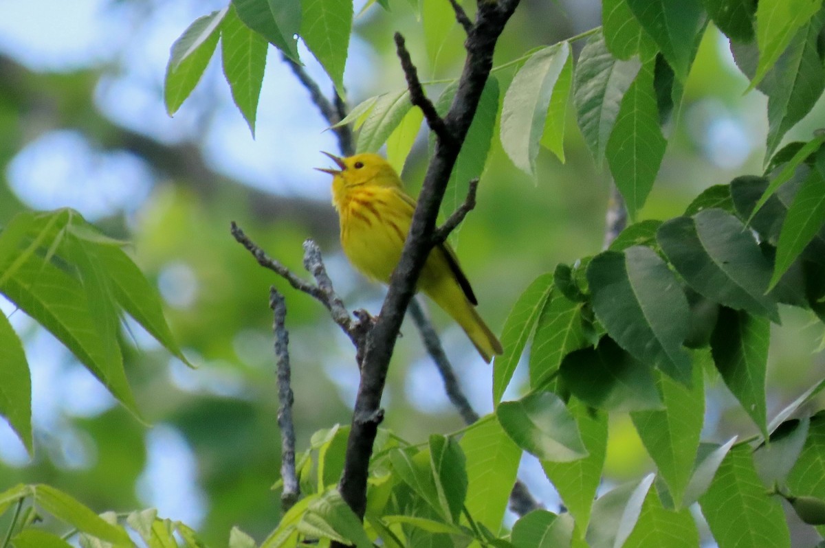 Yellow Warbler - ML620084616