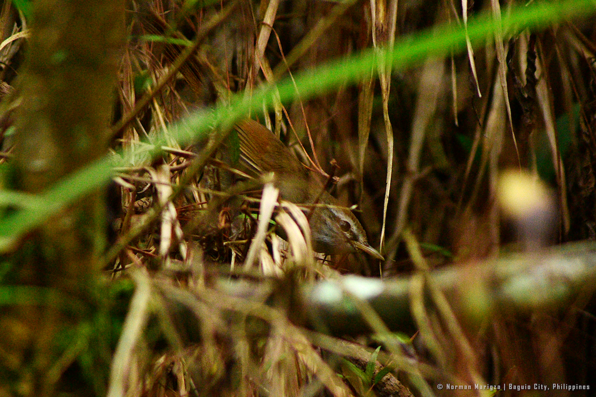 Philippine Bush Warbler - ML620084618