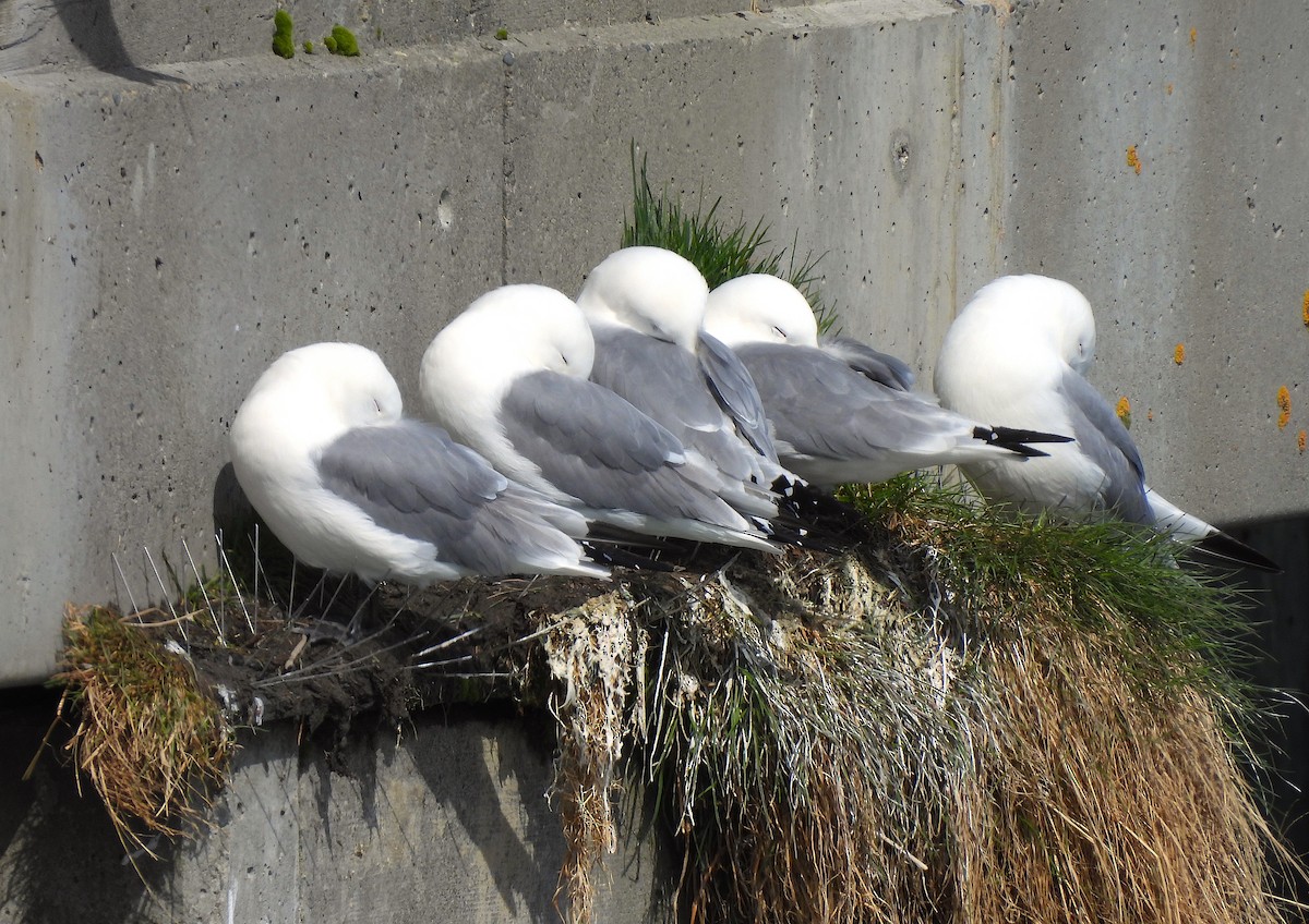 Black-legged Kittiwake - ML620084619