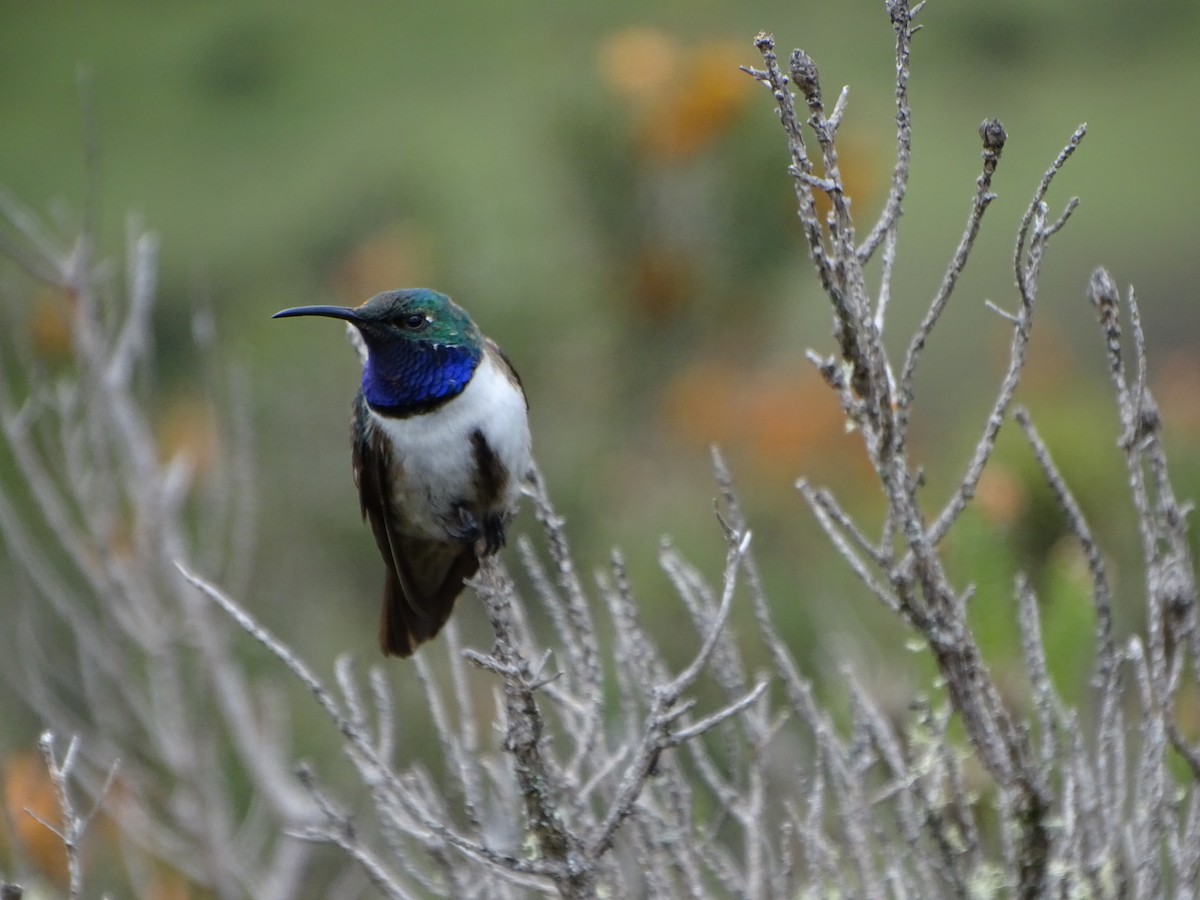 Colibri d'El Oro - ML620084629