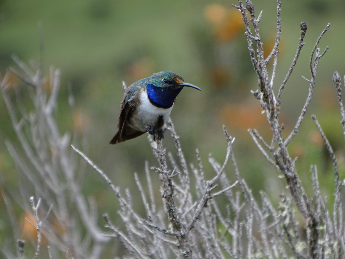 Colibri d'El Oro - ML620084633