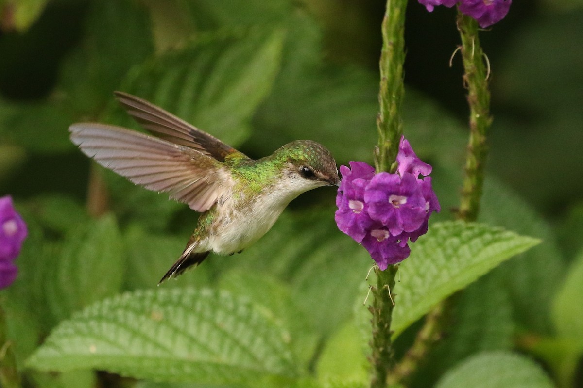 kolibřík běločelý - ML620084640