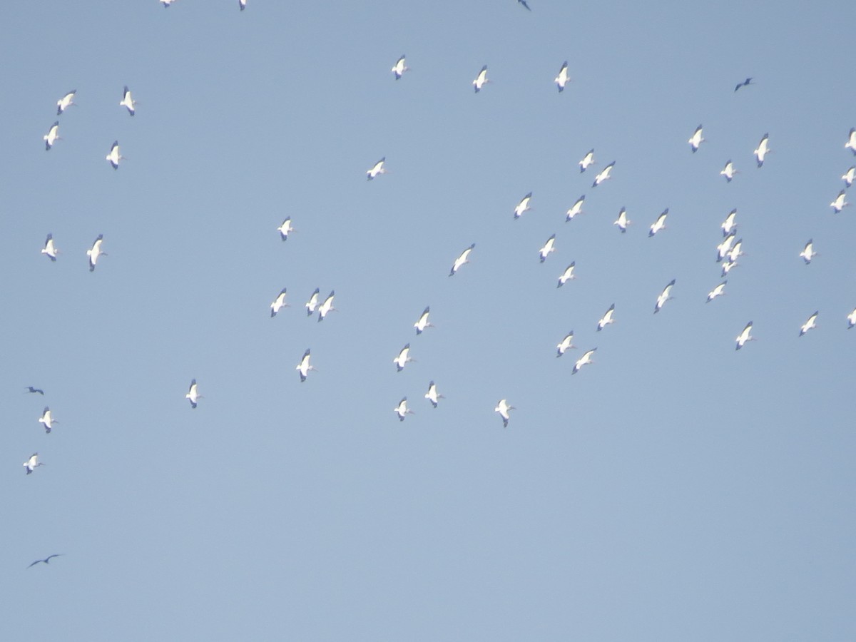 American White Pelican - ML620084667